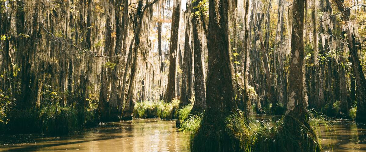 New Orleans - swamp trees 1