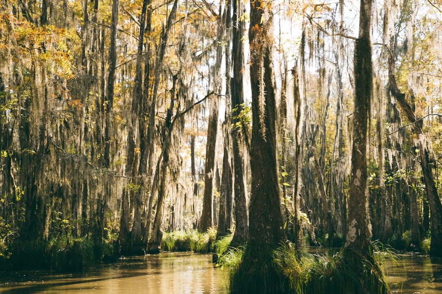 New Orleans - swamp trees 1