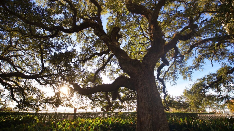 A large tree with sprawling branches and dense foliage.