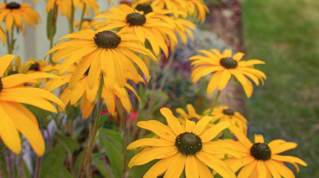 The British WWI War Cemetery at Pozieres in France. The resting place of countless Commonwealth Soldiers...