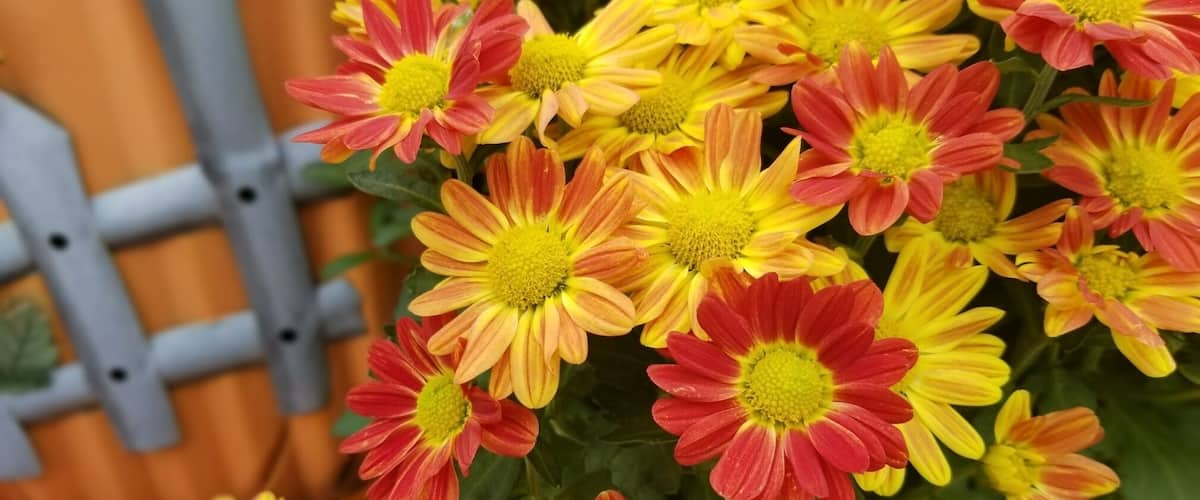 A close-up of vibrant yellow and red flowers, possibly chrysanthemums, with a blurred background featuring a fence and a checkered cloth.