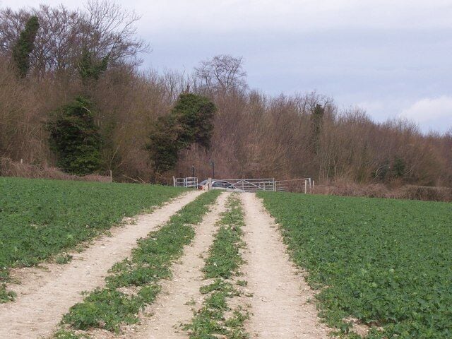 Um caminho de terra que leva a um portão em um campo com fileiras de plantações.