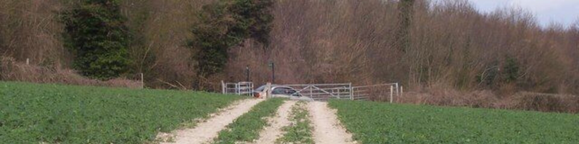 Um caminho de terra que leva a um portão em um campo com fileiras de plantações.