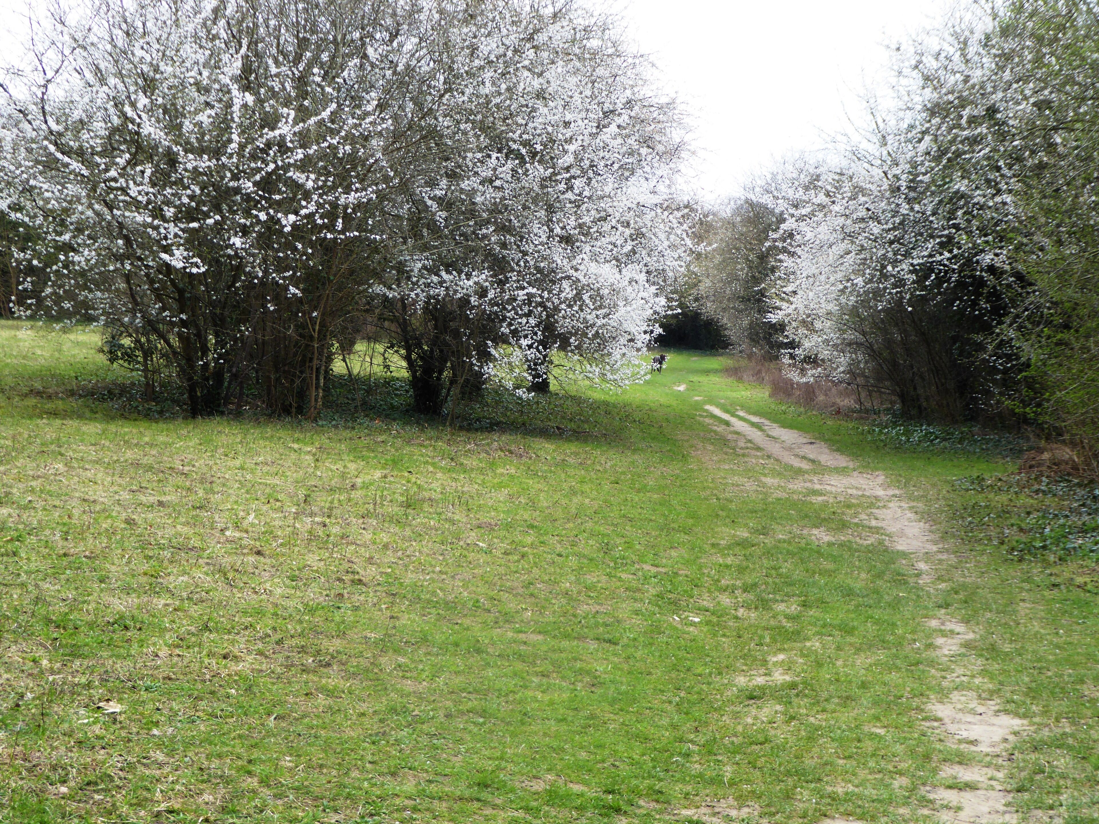 Rectory Meadow is a Local Nature Reserve in Longfield in Kent.