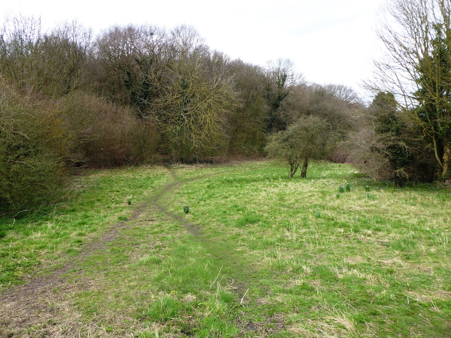 A grassy field with a narrow path leading through it, surrounded by trees and shrubs.