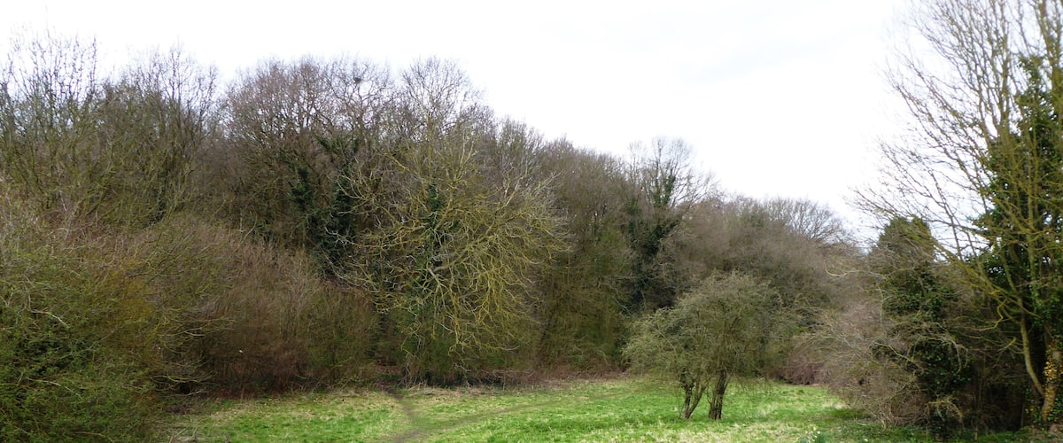 A grassy field with a narrow path leading through it, surrounded by trees and shrubs.