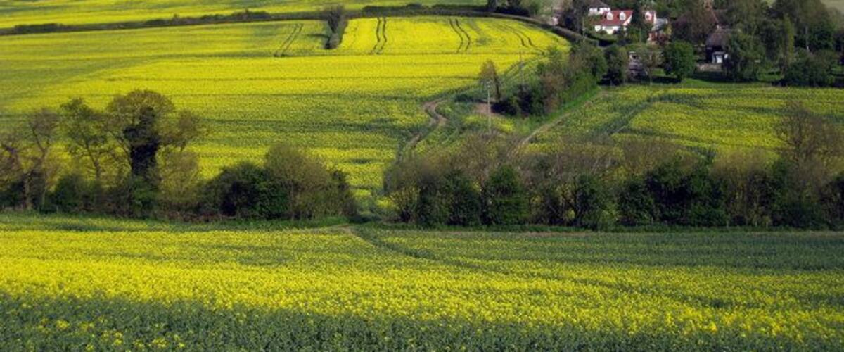 Rapeseed Fields near New Ash Green From Grange Lane
