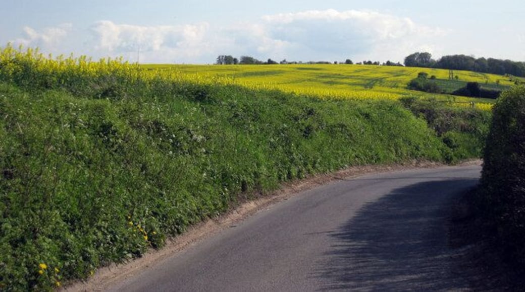Rapeseed Fields off Manor Road