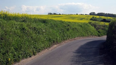 Uma estrada rural sinuosa serpenteando por campos de flores amarelas e vegetação verde.