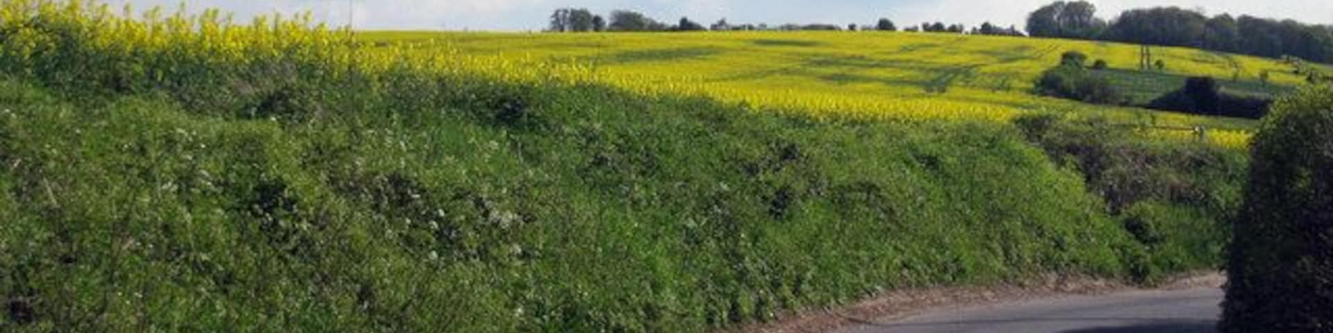 Rapeseed Fields off Manor Road