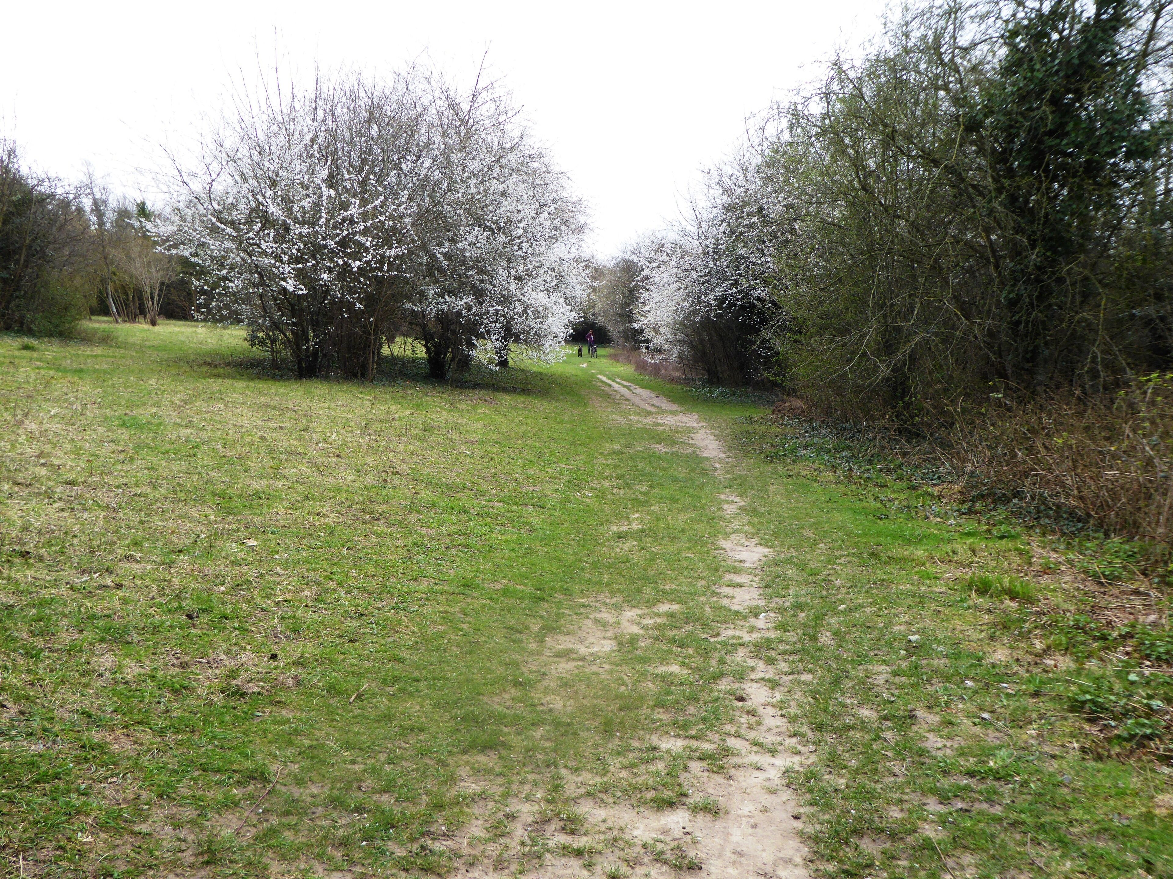 Rectory Meadow is a Local Nature Reserve in Longfield in Kent.