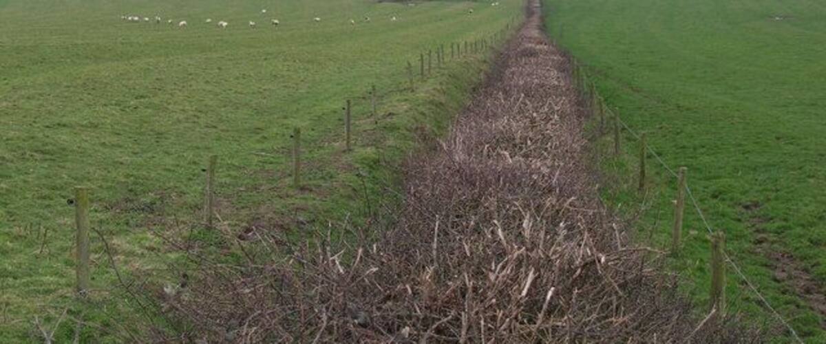 A rural landscape with a narrow path leading through a field of sheep, bordered by fences and trees.