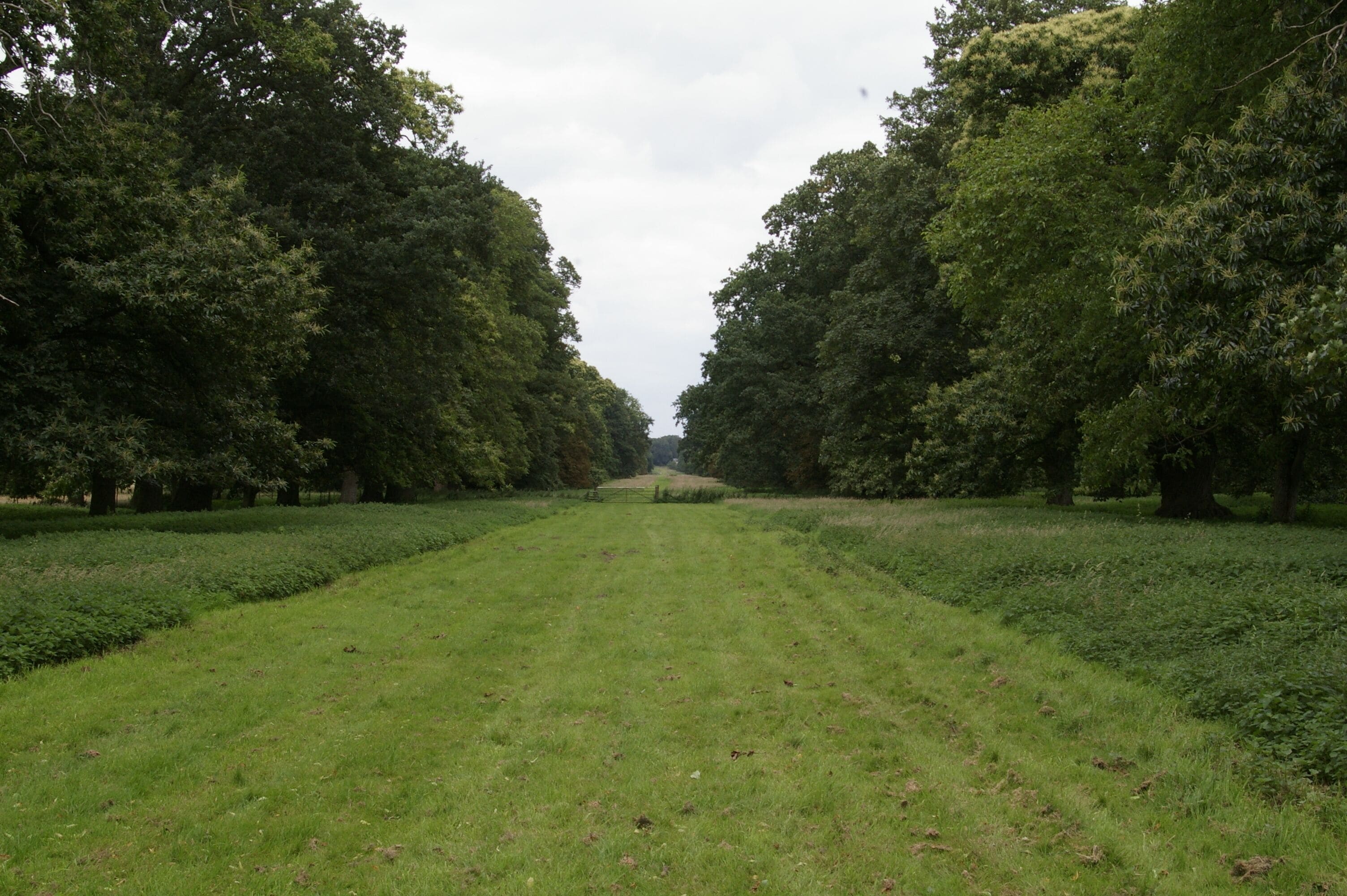The Chase, Stow Hall, looking north The Chase is a long avenue running a mile or so from the site of the former Stow Hall to a lodge on Runcton Road.