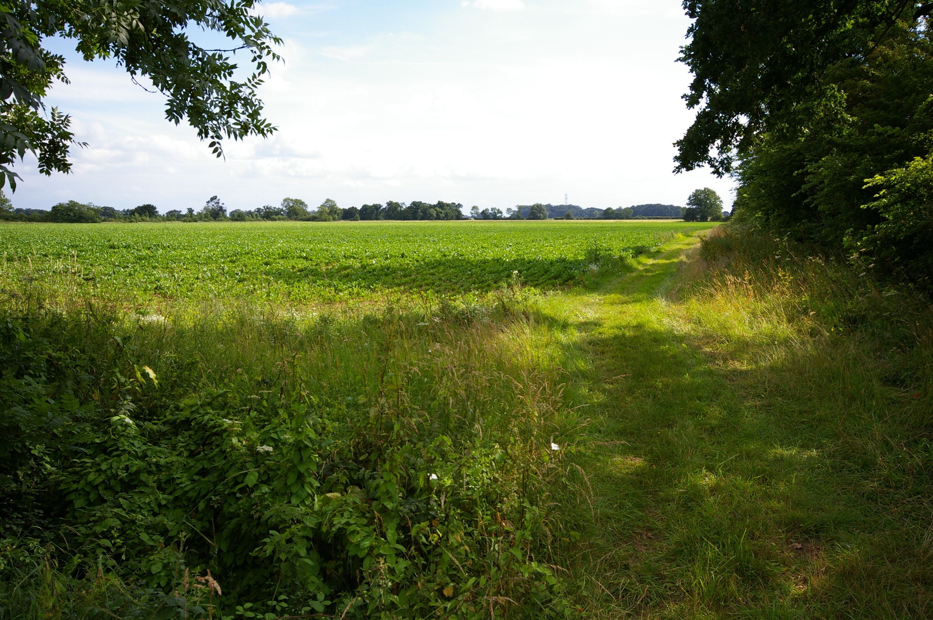 Field and bridleway The path along the edge of this field is part of a permissive bridleway that runs around the Stradsett Estate.