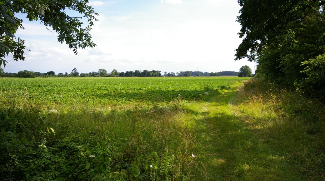 Field and bridleway The path along the edge of this field is part of a permissive bridleway that runs around the Stradsett Estate.