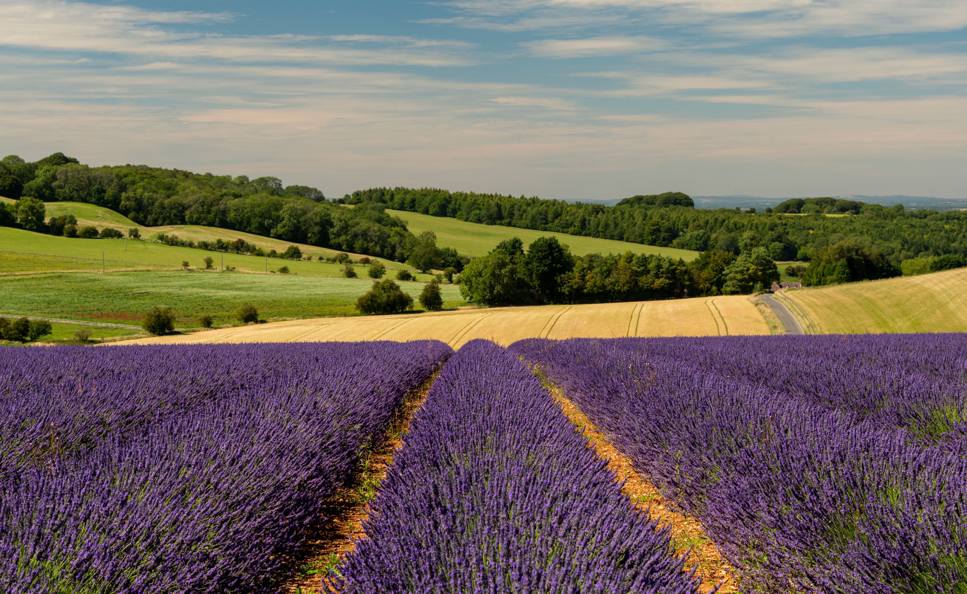A lavender field with rolling hills and a clear sky.