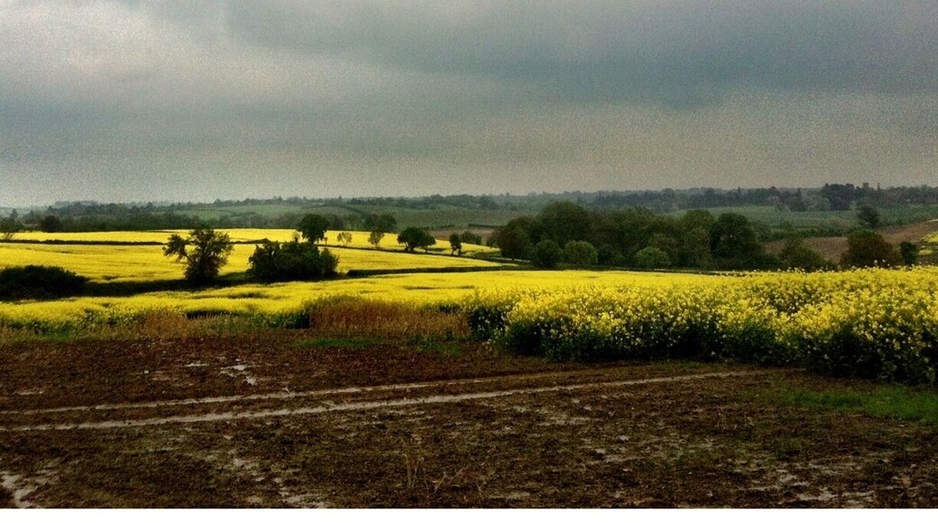 Fields of Rapeseed...