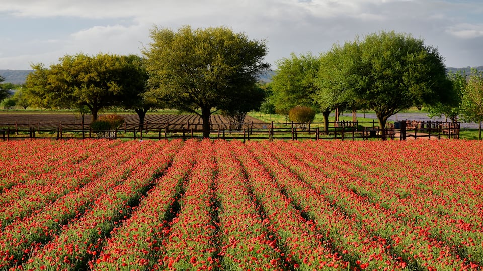 A field of red poppies with trees and a wooden fence in the background.