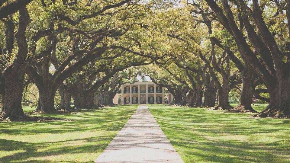 A pathway lined with large trees leading to a building.