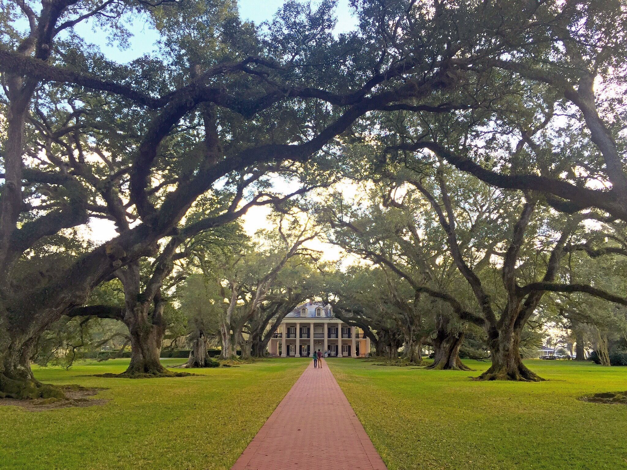 A pathway lined with large trees leading to a building with columns.