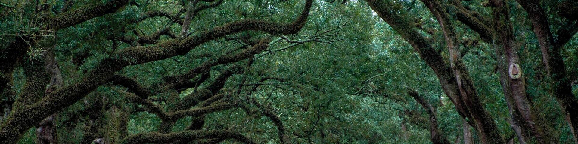 Oak Alley, one of several preserved and renovated plantation houses along the River Road, the highways lining the Mississippi River between Baton Rouge and New Orleans, Louisiana.