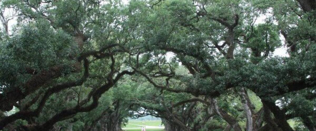 They plantation home was completed in 1839. Looking from the second floor balcony, you can get a great view of the 300 year old oak trees looking toward the Mississippi River.