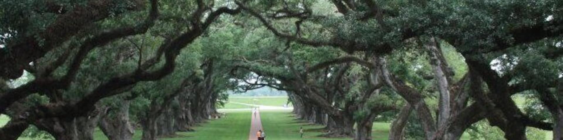 They plantation home was completed in 1839. Looking from the second floor balcony, you can get a great view of the 300 year old oak trees looking toward the Mississippi River.