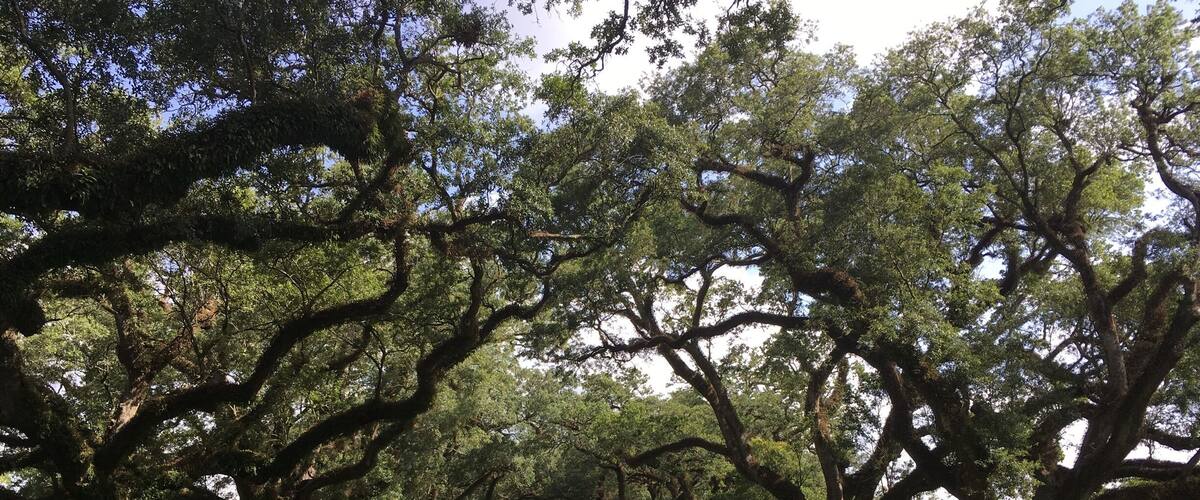 Oak Alley - the name says it all. The old Creole plantation houses are not as fancy as I had imagined, but they are an authentic step back in time. Many of them were only three rooms across and one deep, with wide verandas of course. It's the alleys of centuries old oaks with their Spanish moss that give them majesty.