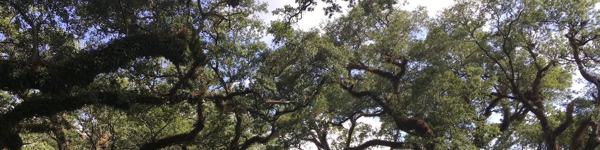 Oak Alley - the name says it all. The old Creole plantation houses are not as fancy as I had imagined, but they are an authentic step back in time. Many of them were only three rooms across and one deep, with wide verandas of course. It's the alleys of centuries old oaks with their Spanish moss that give them majesty.