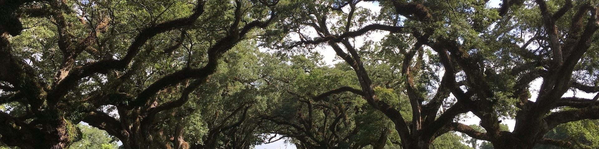 Oak Alley - the name says it all. The old Creole plantation houses are not as fancy as I had imagined, but they are an authentic step back in time. Many of them were only three rooms across and one deep, with wide verandas of course. It's the alleys of centuries old oaks with their Spanish moss that give them majesty.