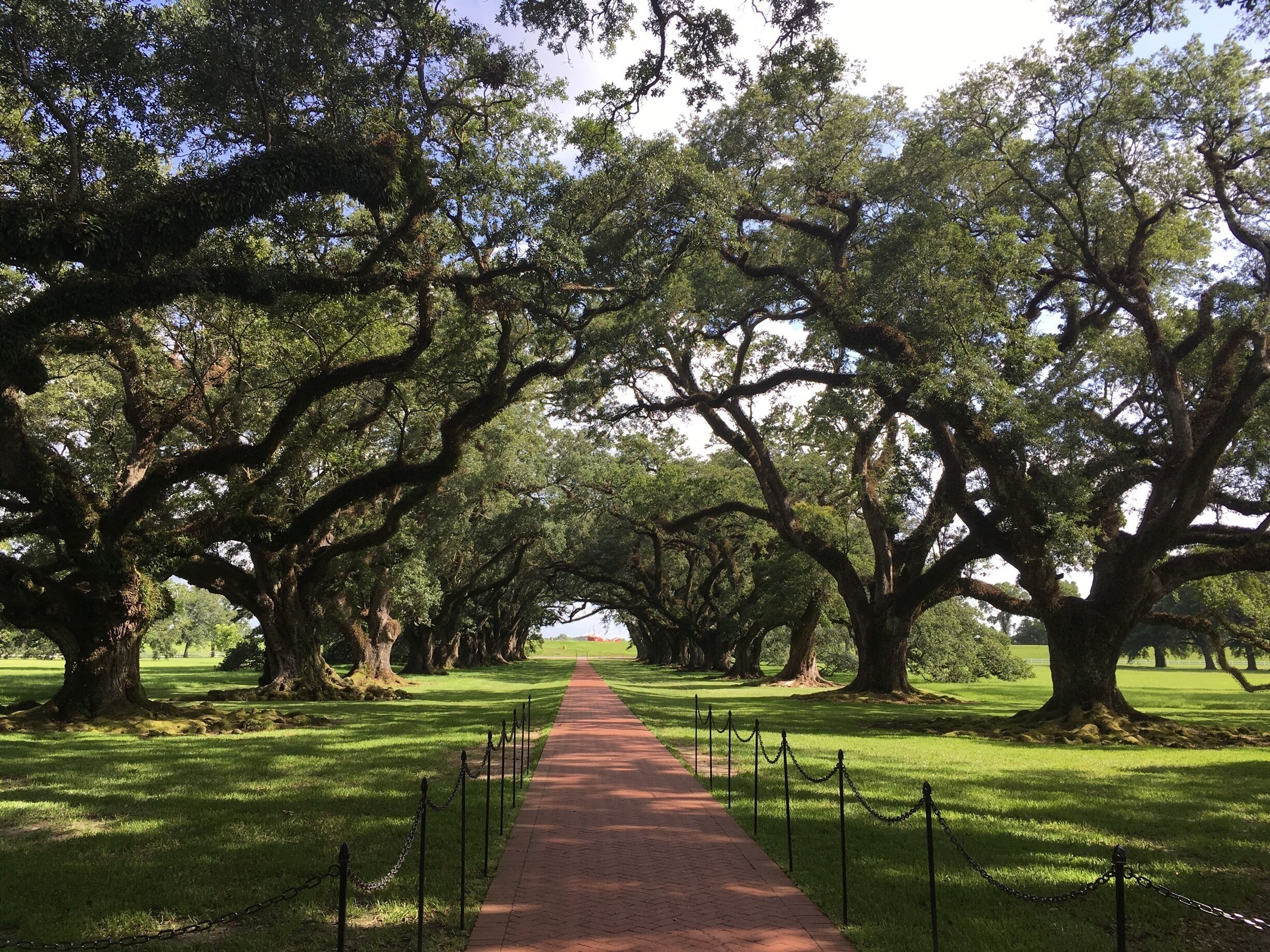 A pathway lined with large trees in a park.