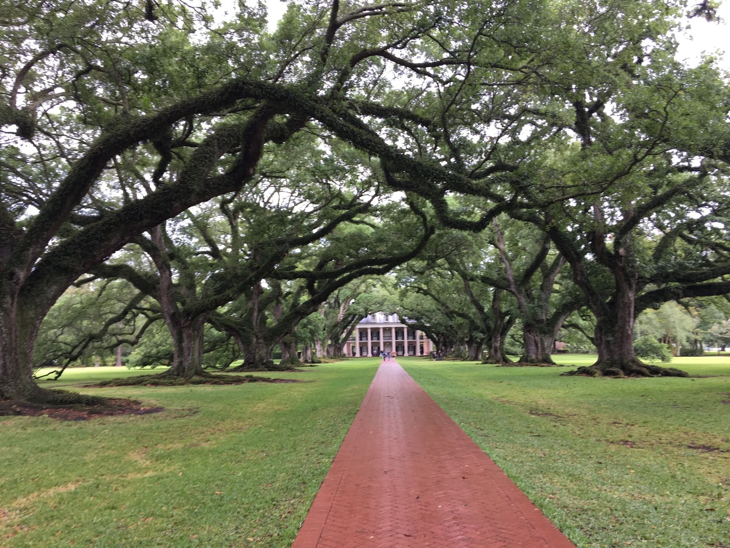 A pathway lined with large trees and a building in the distance.