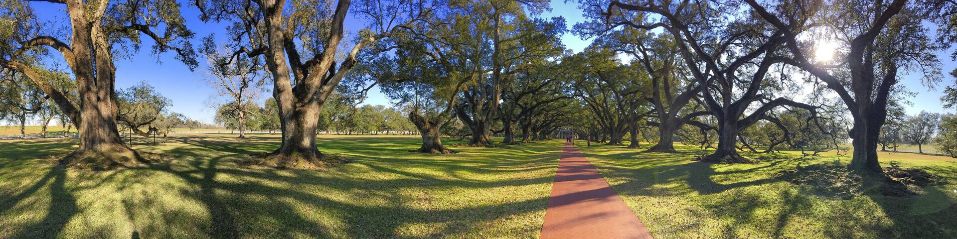 Oak Alley plantation trees on a beautiful sunny day, Louisiana - Panoramic view