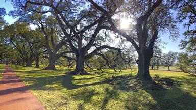 Oak Alley plantation trees on a beautiful sunny day, Louisiana - Panoramic view