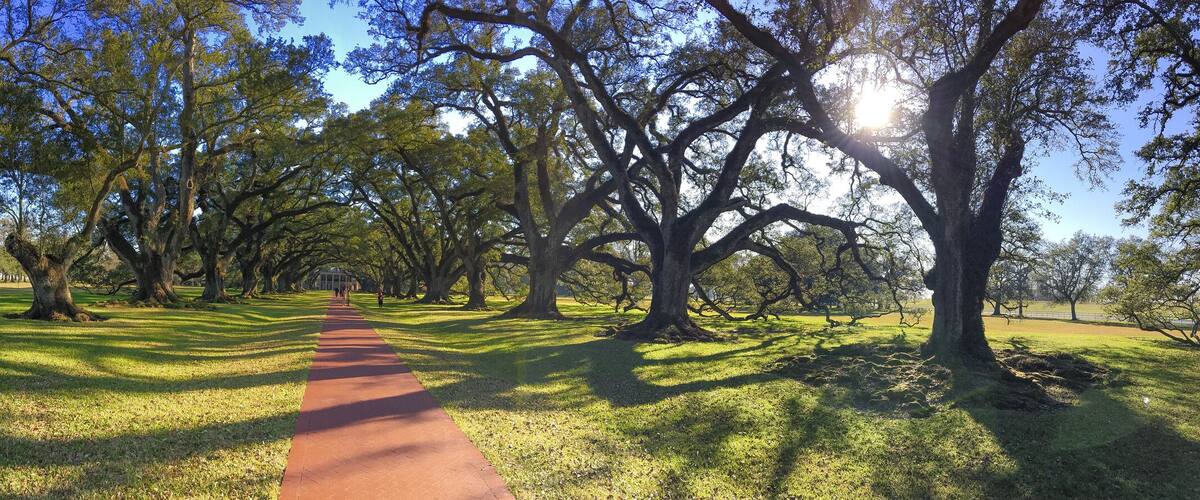 A park with a red pathway, large trees, and a clear blue sky.