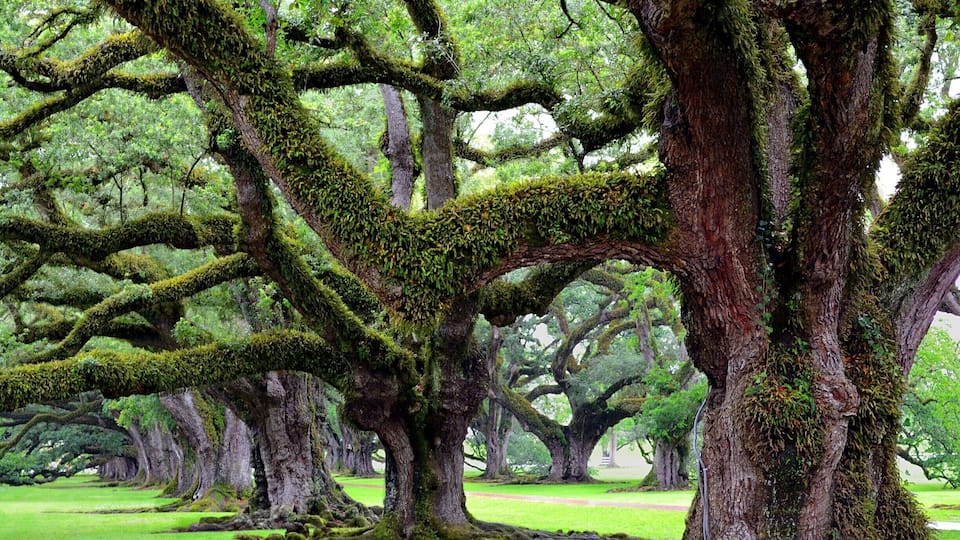 A forest of large, moss-covered trees with thick trunks and sprawling branches.