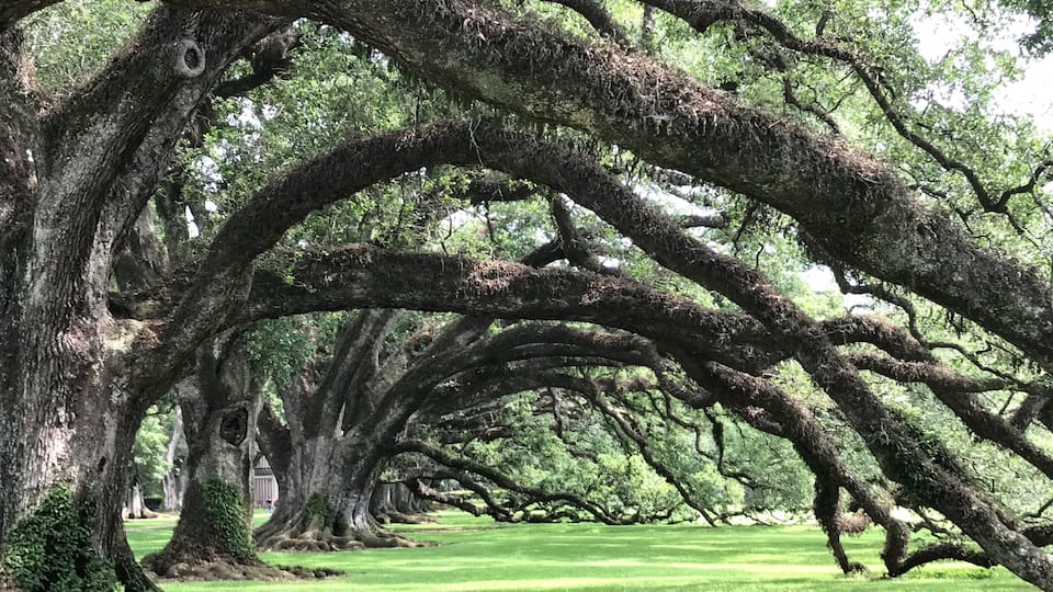 A grove of large, moss-covered trees with thick trunks and sprawling branches.
