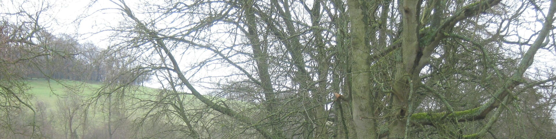 Driveway to the Old Rectory On a lane leading towards Crundale. Viney's Wood is in the background.