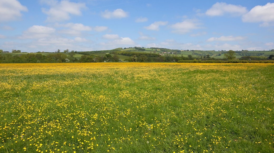 Un champ de fleurs jaunes sous un ciel bleu dégagé.