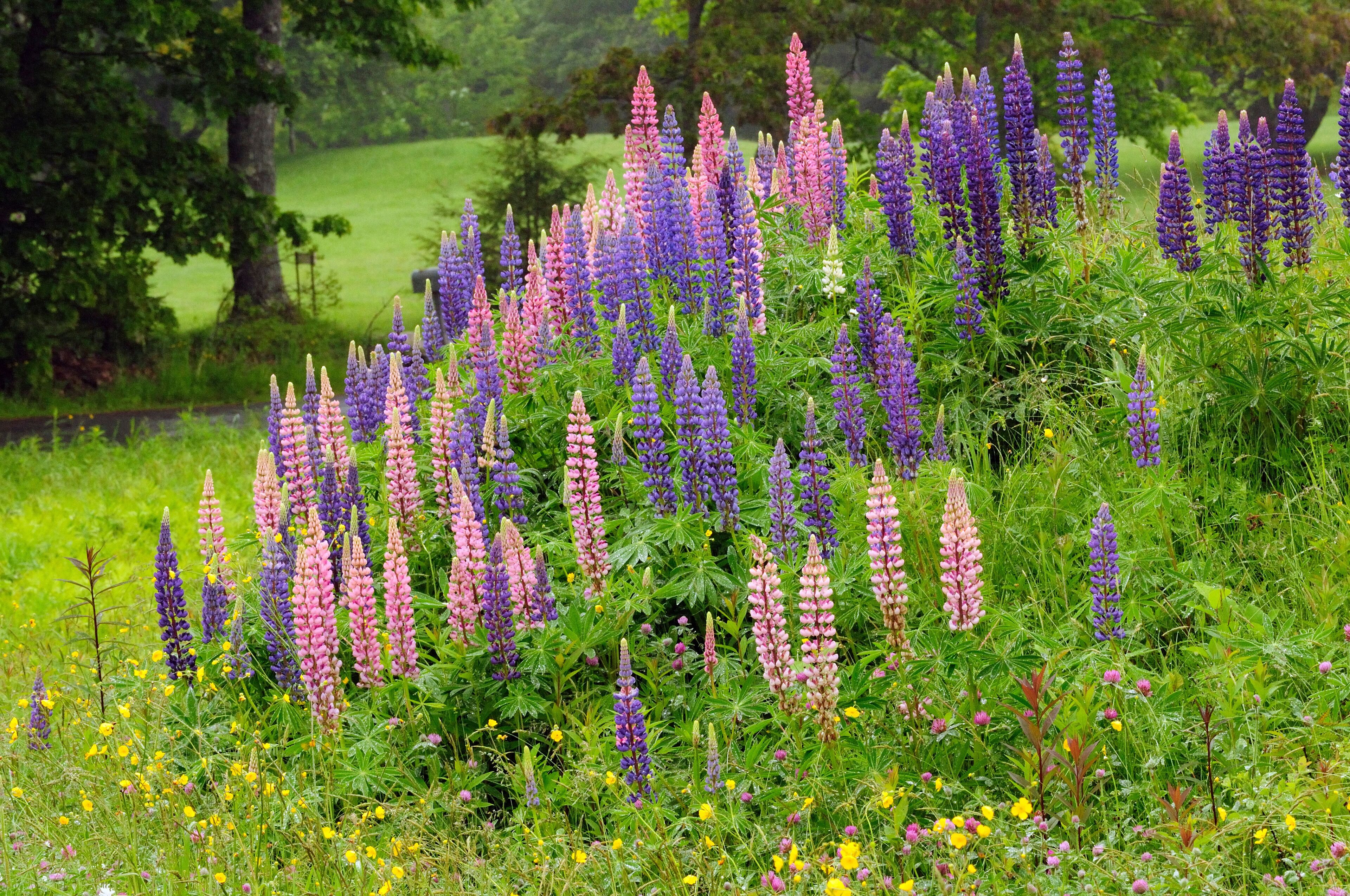 Field of lupines in Maine.; Bremen, Maine.