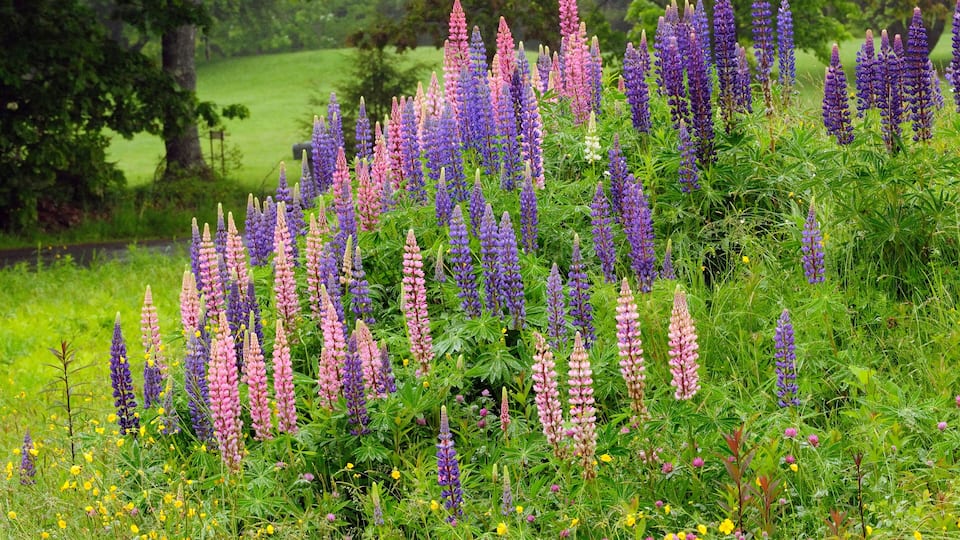 A field of purple lupine flowers with a green meadow and trees in the background.