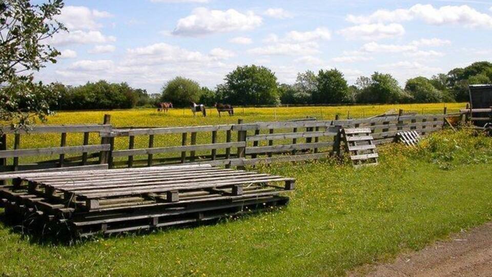 Stretton On Dunsmore Ponies grazing off Freeboard Lane.
