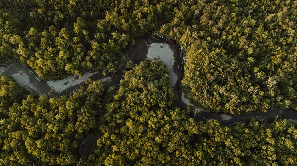 Aerial view of Pleasant River snaking through forest, Maine