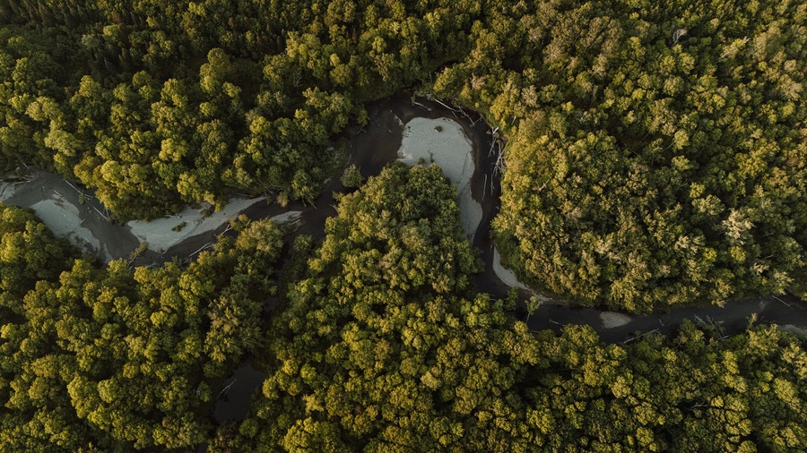 Aerial view of Pleasant River snaking through forest, Maine