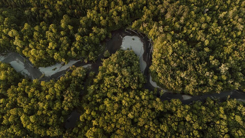 An aerial view of a dense forest with a river meandering through it.