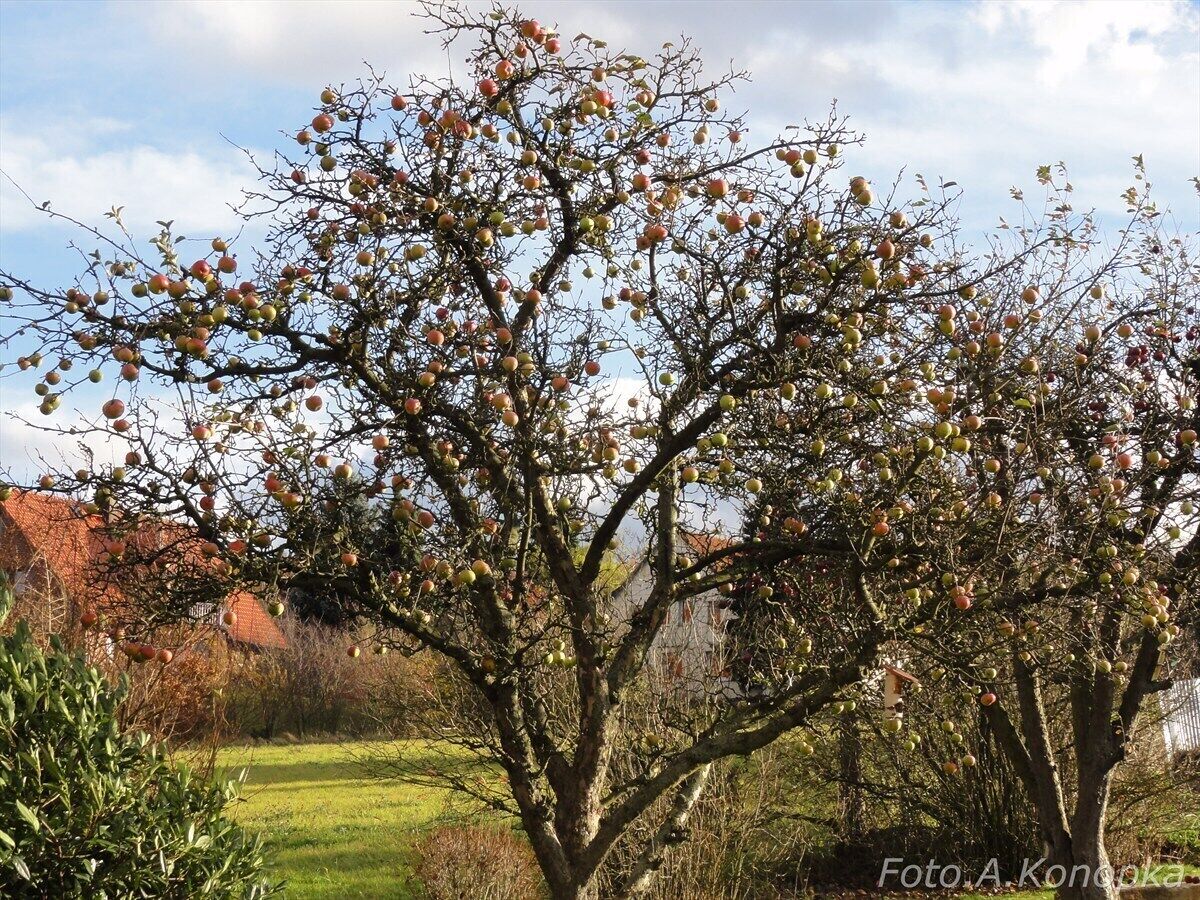 Apfelbaum ohne Blätter.