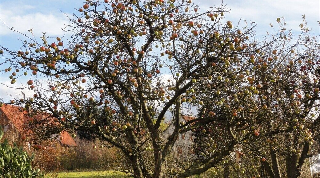 Apfelbaum ohne Blätter.