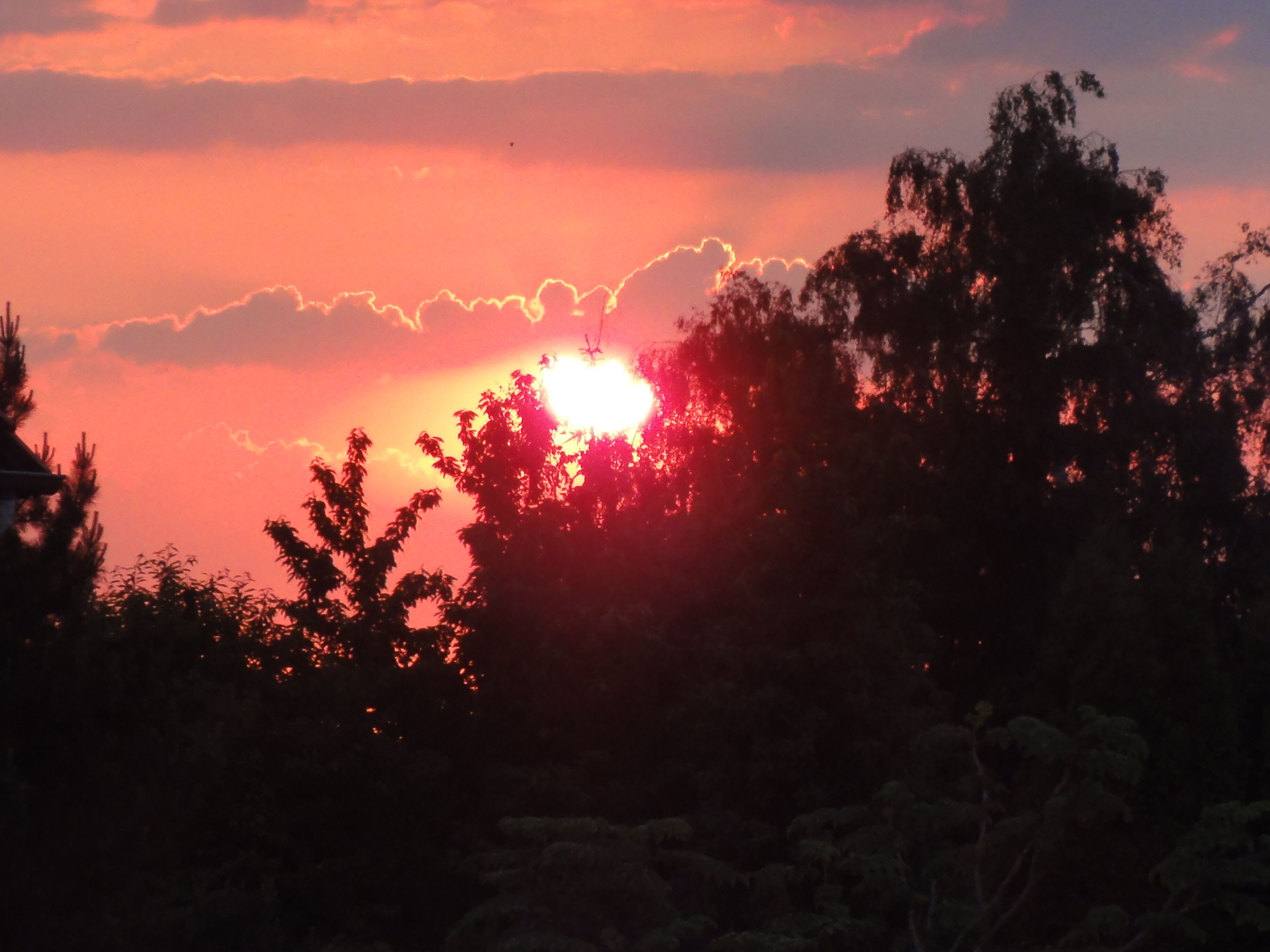 A sunset with the sun partially obscured by trees.