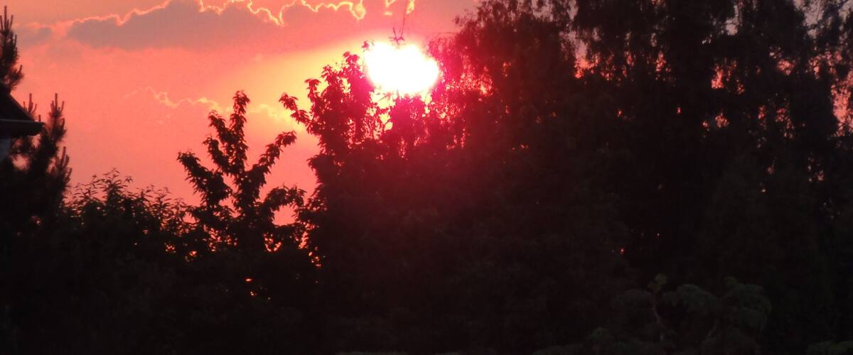 A sunset with the sun partially obscured by trees.