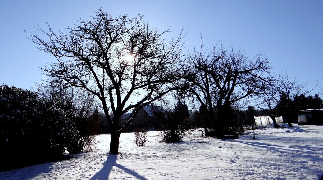 Baum und Sonne